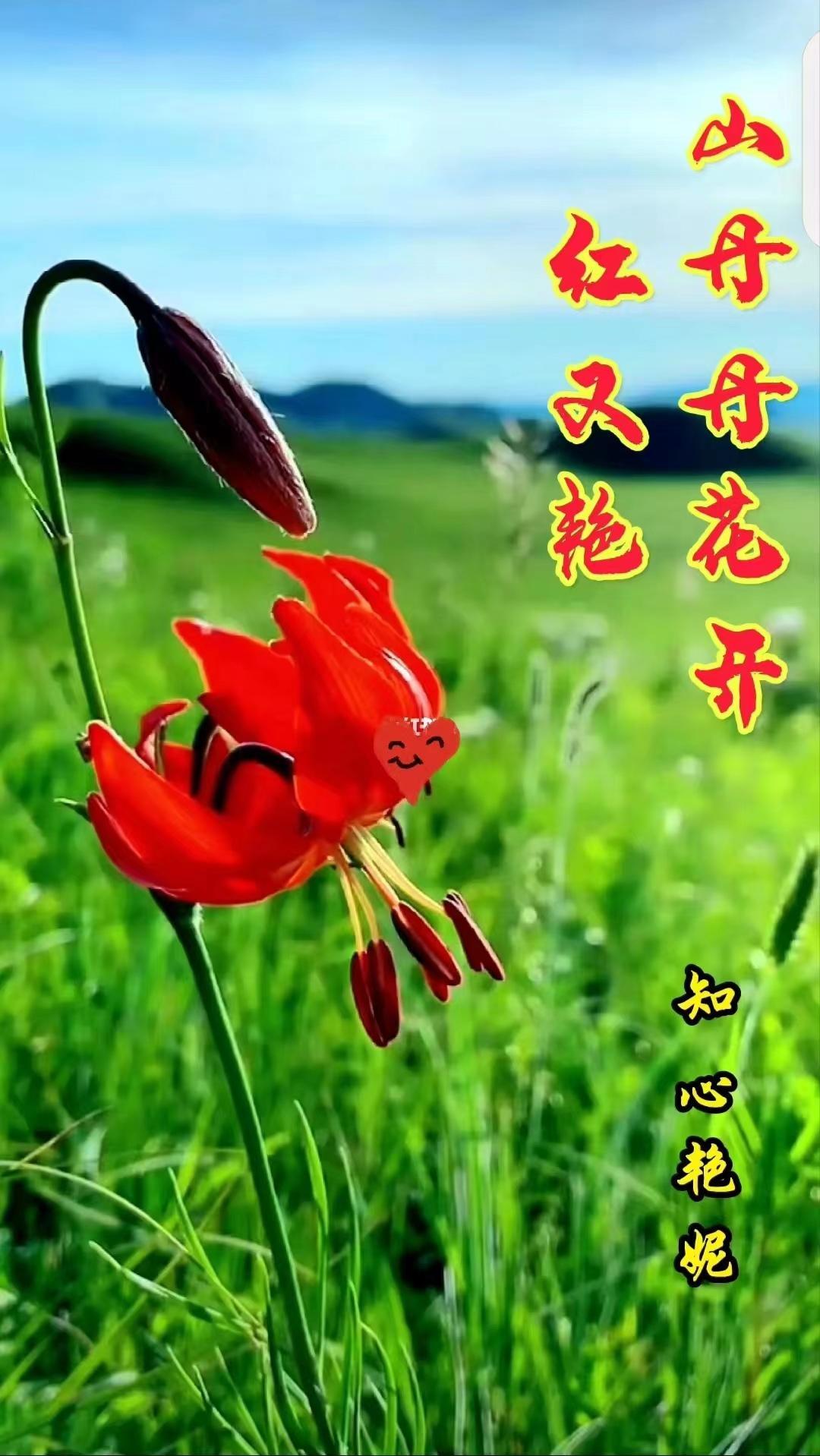 山丹丹开花红艳艳曲谱简谱